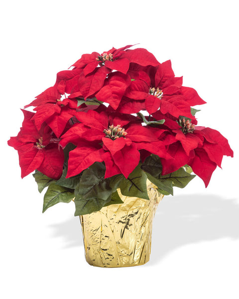 6.5" Red Poinsettia