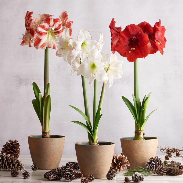 Assorted Amaryllis 6"