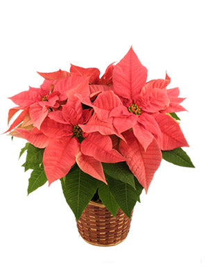 6.5" Pink Poinsettia