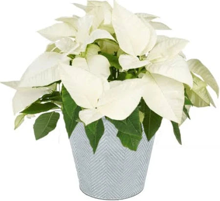 6.5" White Poinsettia